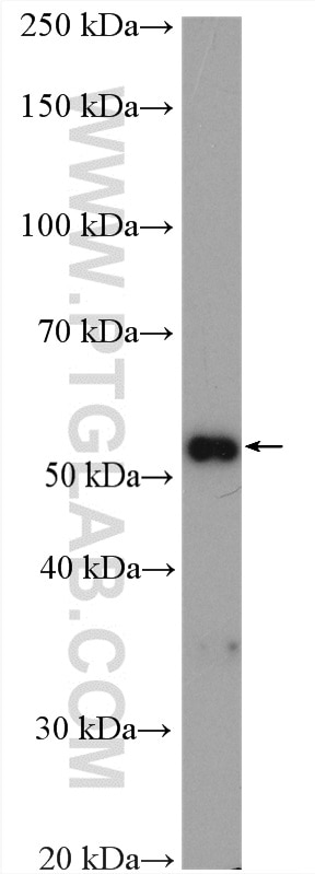 Western Blot (WB) analysis of HEK-293 cells using EDNRB Polyclonal antibody (20964-1-AP)