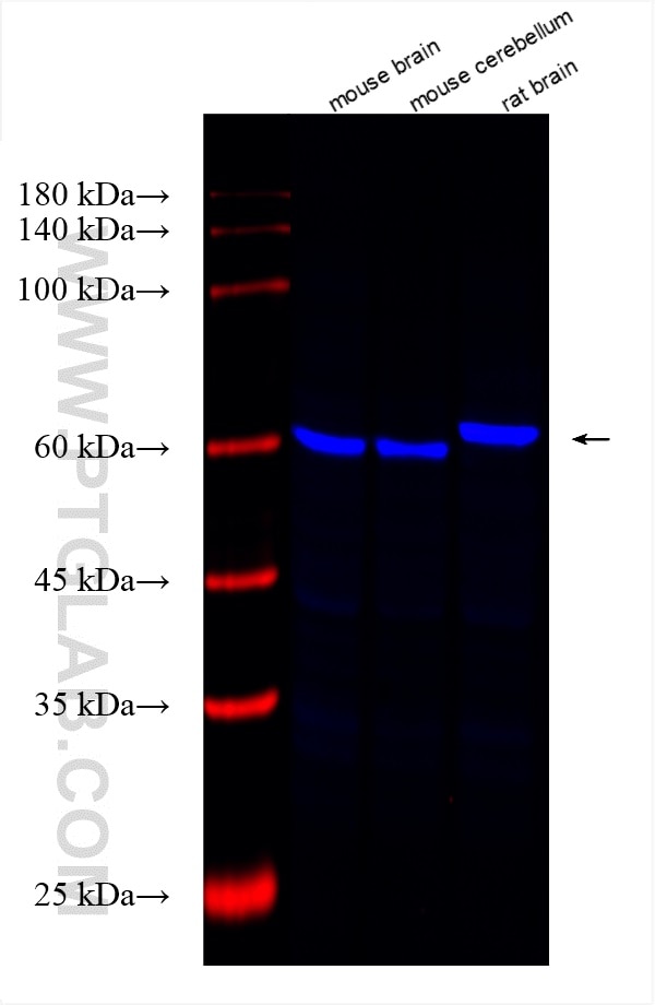 Western Blot (WB) analysis of various lysates using CoraLite® Plus 750-conjugated EDNRB Recombinant an (CL750-82818-2)