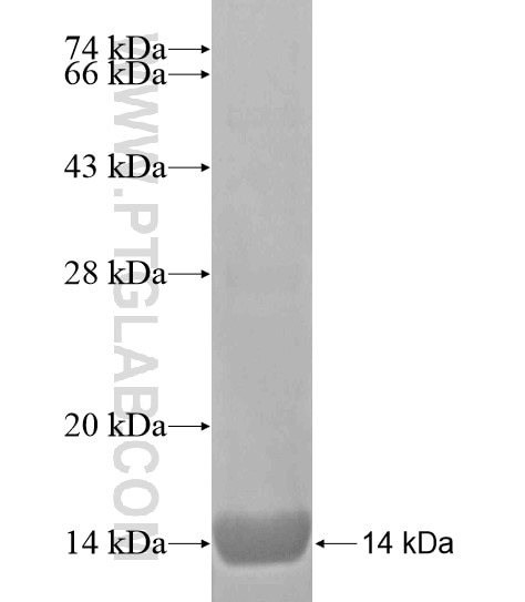 EDNRB fusion protein Ag19974 SDS-PAGE