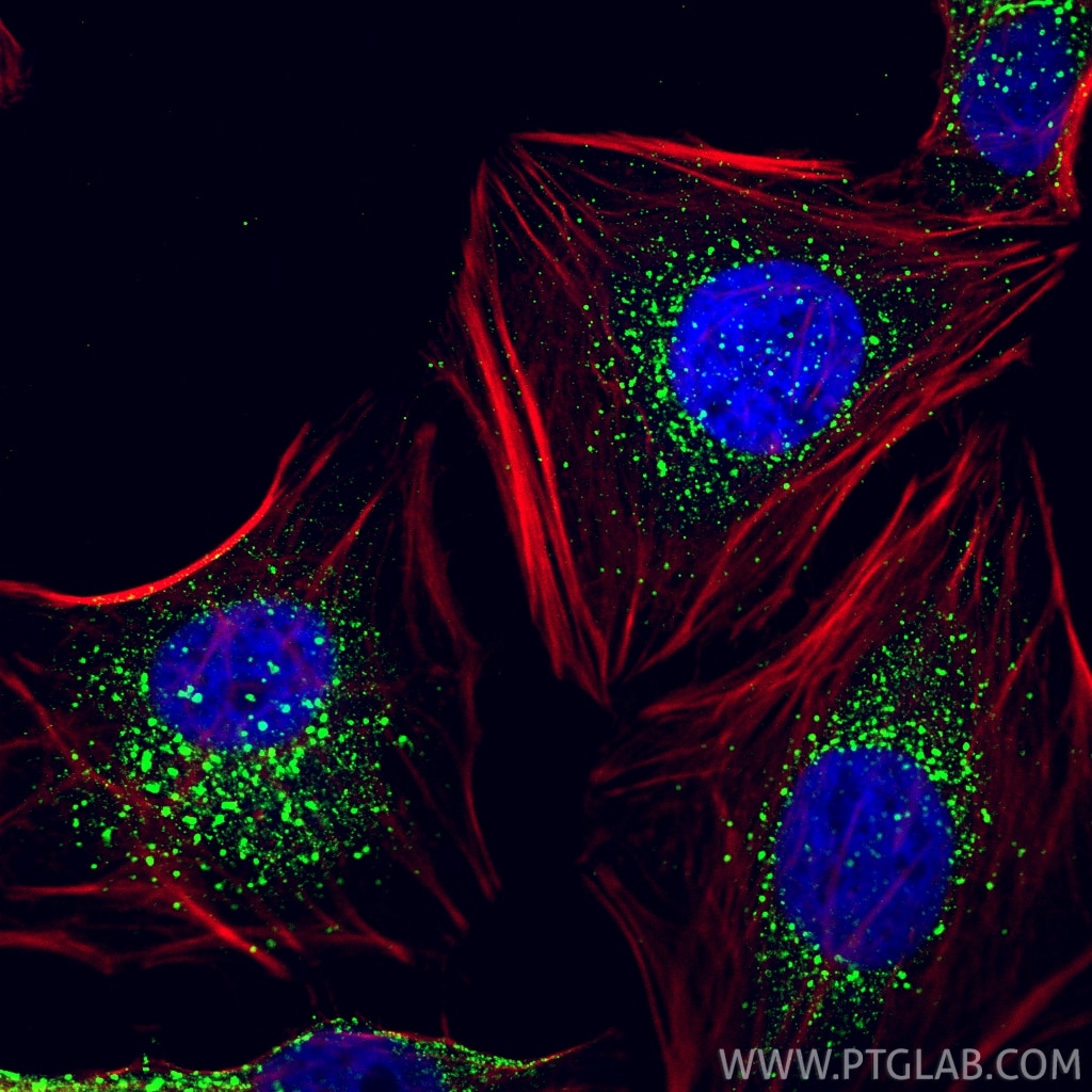 IF Staining of HeLa using 68065-1-Ig Immunofluorescence (IF) / fluorescent staining of HeLa cells using EEA1 Monoclonal antibody (68065-1-Ig)