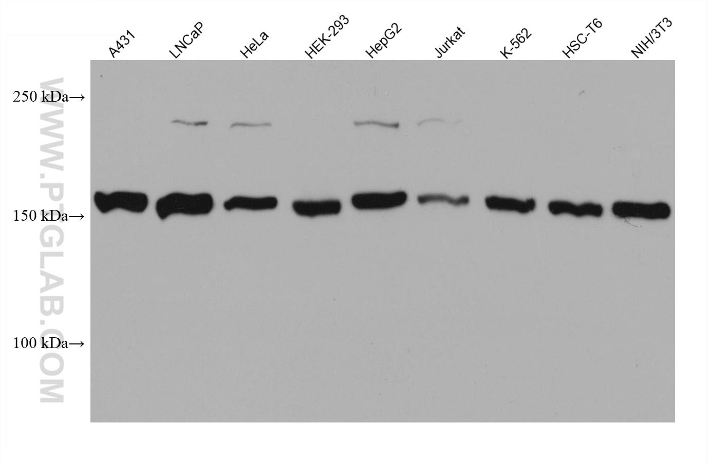 Western Blot (WB) analysis of various lysates using EEA1 Monoclonal antibody (68065-1-Ig)