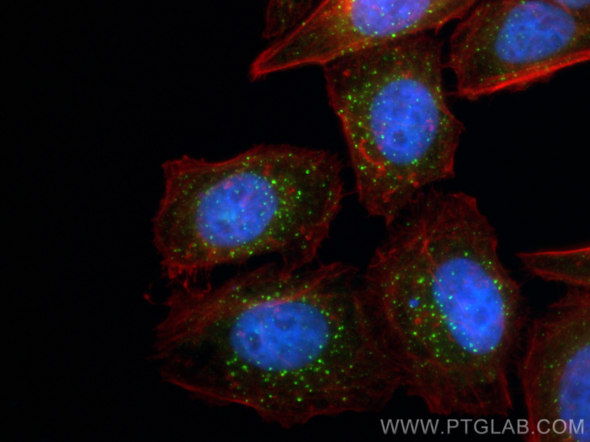 Immunofluorescence (IF) / fluorescent staining of HepG2 cells using CoraLite® Plus 488-conjugated EEA1 Monoclonal anti (CL488-68065)