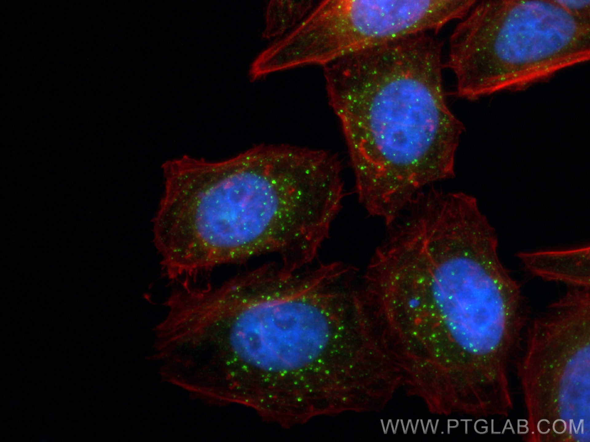 IF Staining of HepG2 using CL488-68065