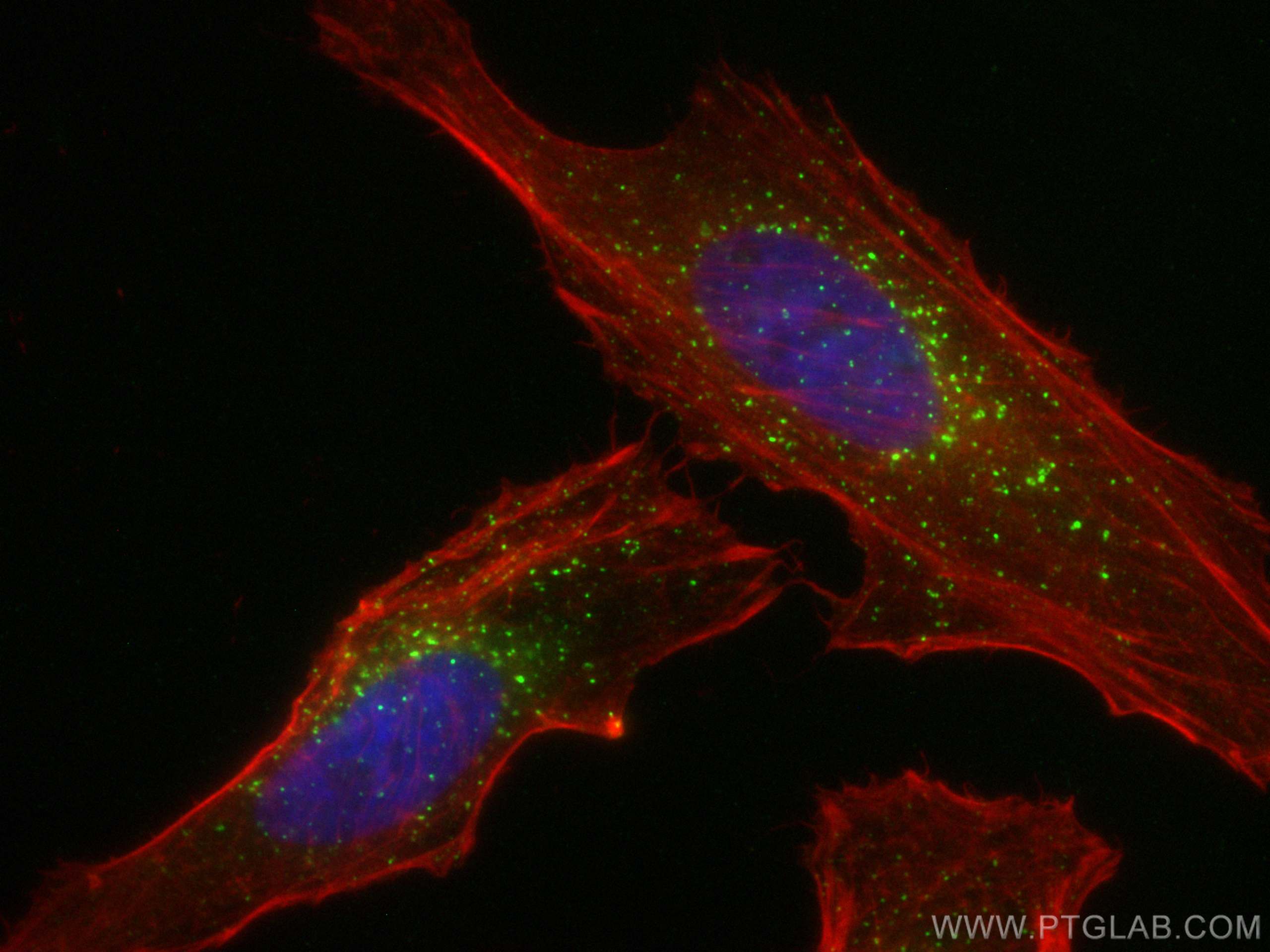 Immunofluorescence (IF) / fluorescent staining of HeLa cells using CoraLite® Plus 488-conjugated EEA1 Monoclonal anti (CL488-68065)