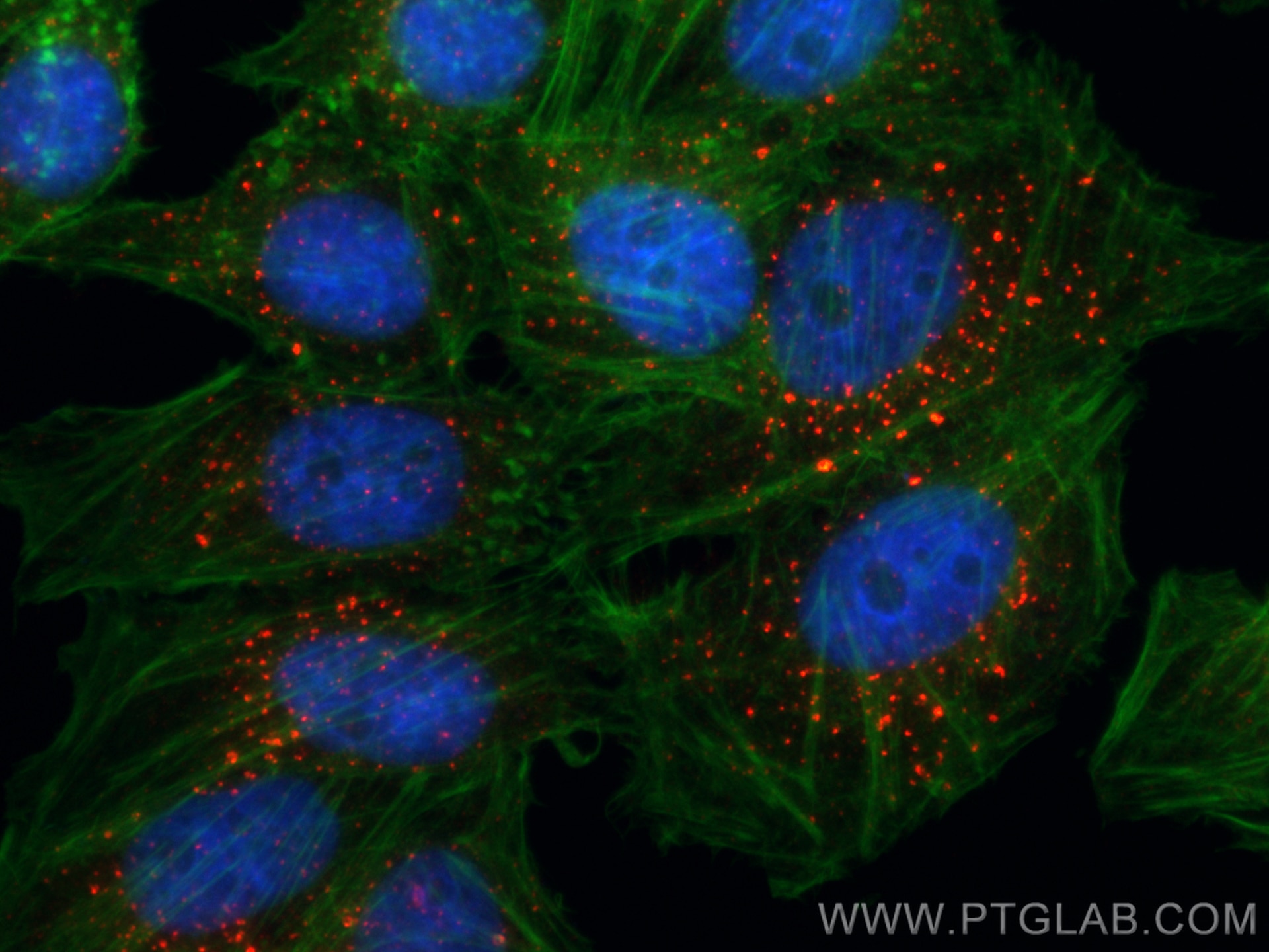 Immunofluorescence (IF) / fluorescent staining of HepG2 cells using CoraLite®594-conjugated EEA1 Monoclonal antibody (CL594-68065)
