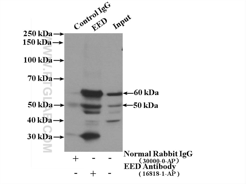 Immunoprecipitation (IP) experiment of PC-3 cells using EED Polyclonal antibody (16818-1-AP)