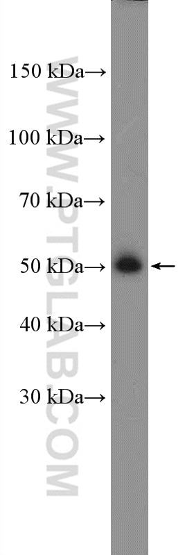 WB analysis of HepG2 using 16818-1-AP