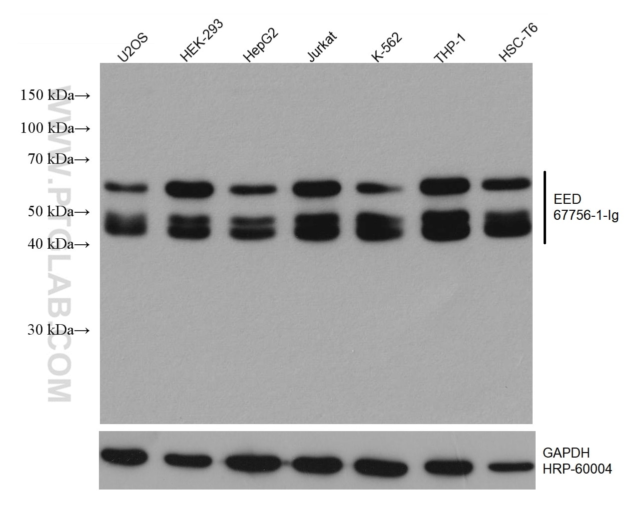 Western Blot (WB) analysis of various lysates using EED Monoclonal antibody (67756-1-Ig)