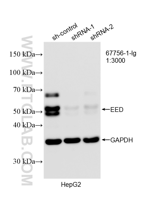 Western Blot (WB) analysis of HepG2 cells using EED Monoclonal antibody (67756-1-Ig)