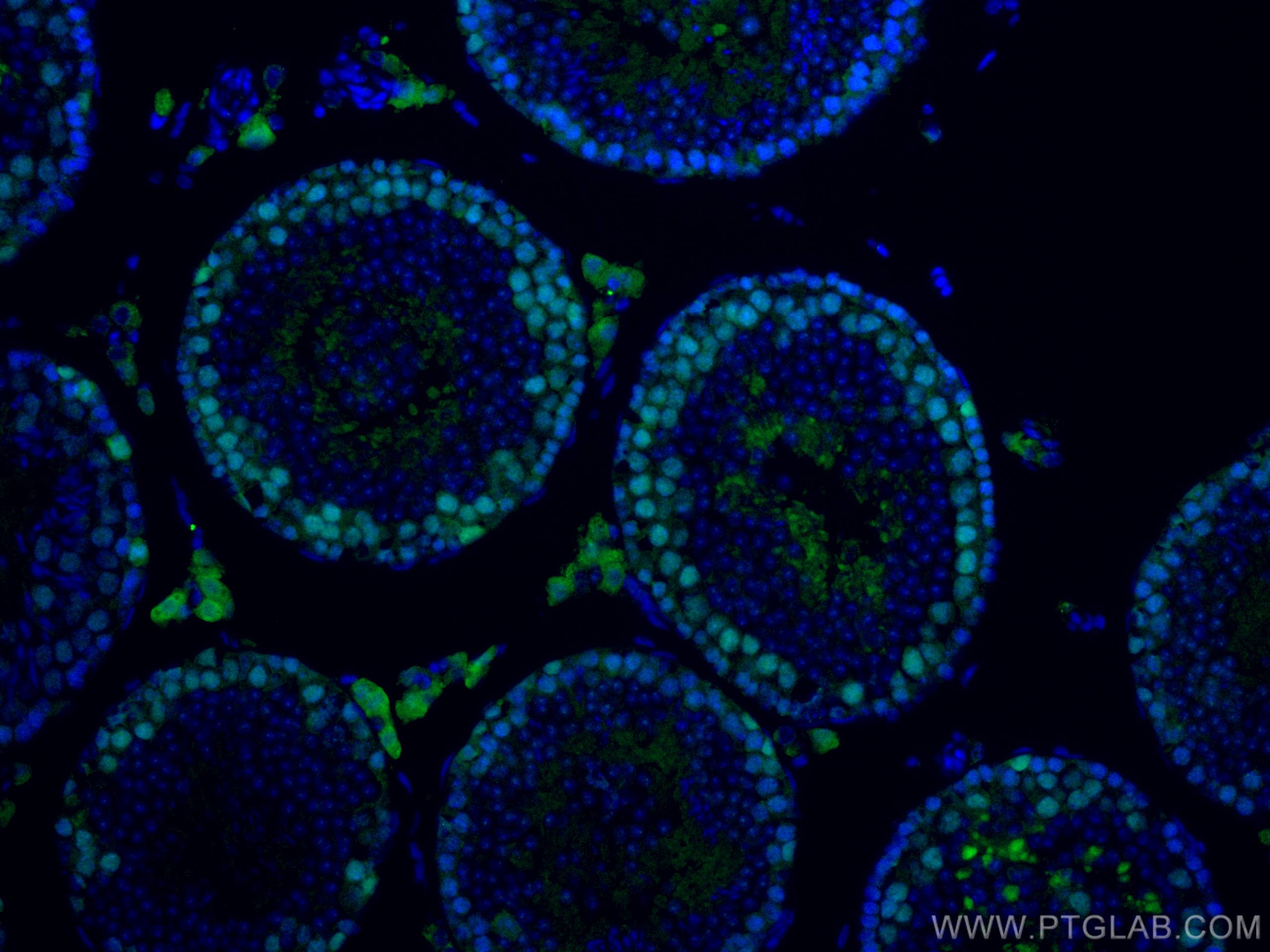 IF Staining of mouse testis using CL488-67756