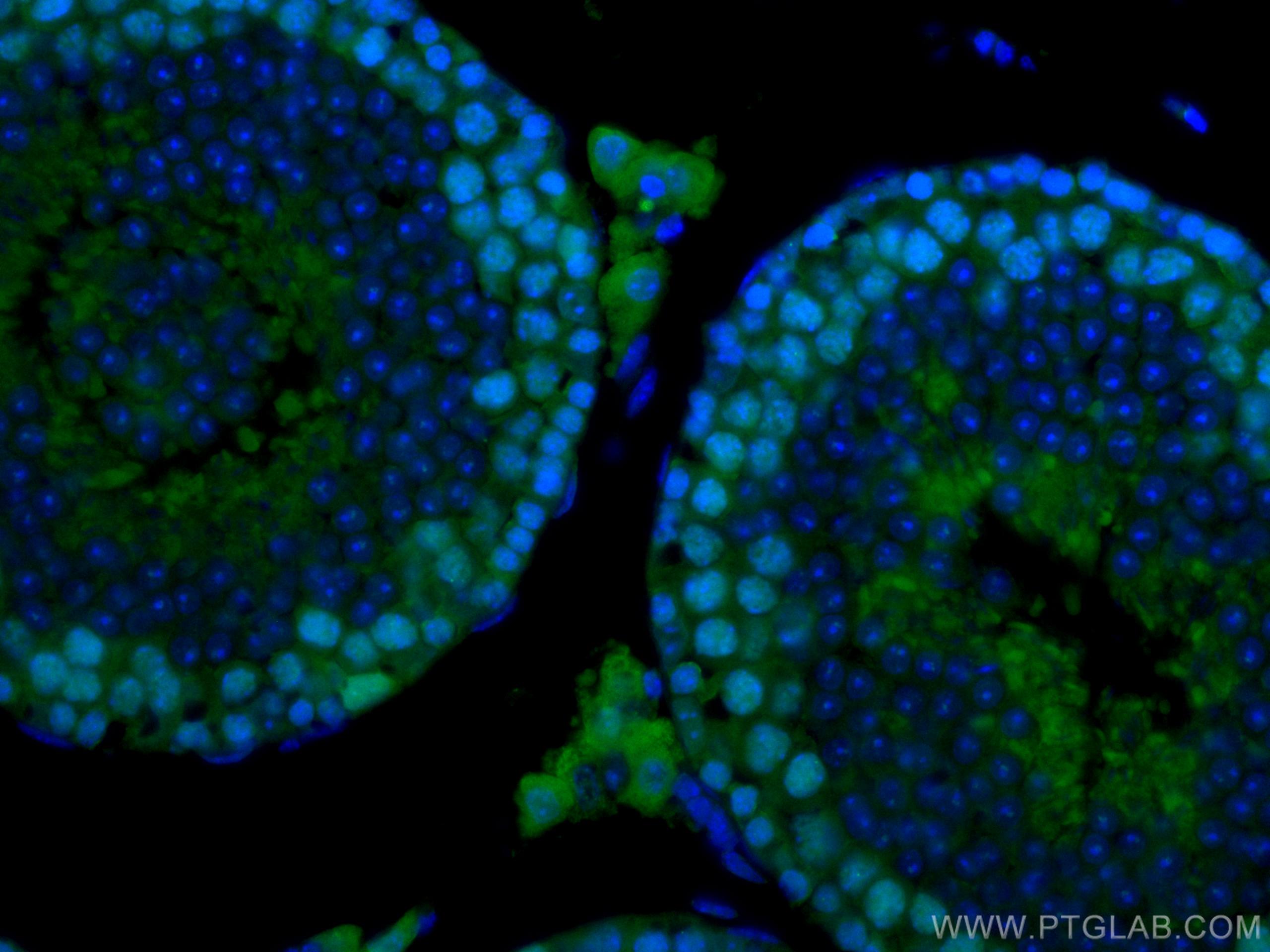 Immunofluorescence (IF) / fluorescent staining of mouse testis tissue using CoraLite® Plus 488-conjugated EED Monoclonal antib (CL488-67756)