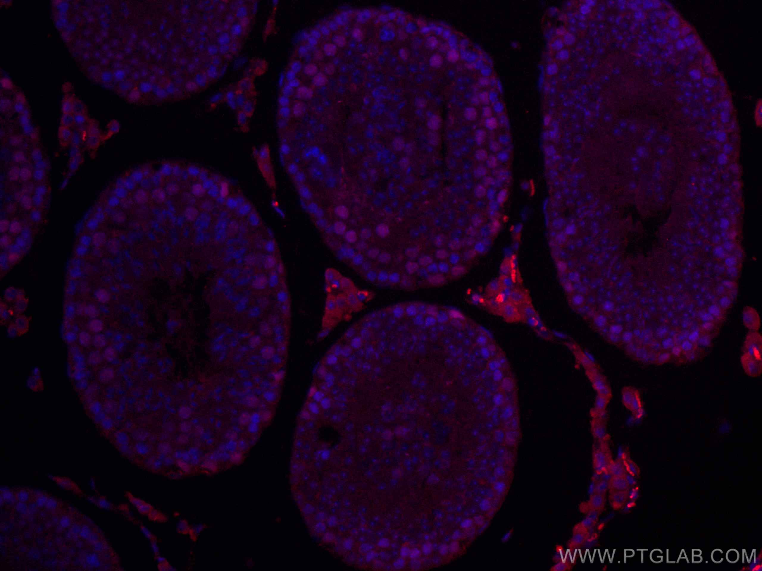 Immunofluorescence (IF) / fluorescent staining of mouse testis tissue using CoraLite® Plus 647-conjugated EED Monoclonal antib (CL647-67756)