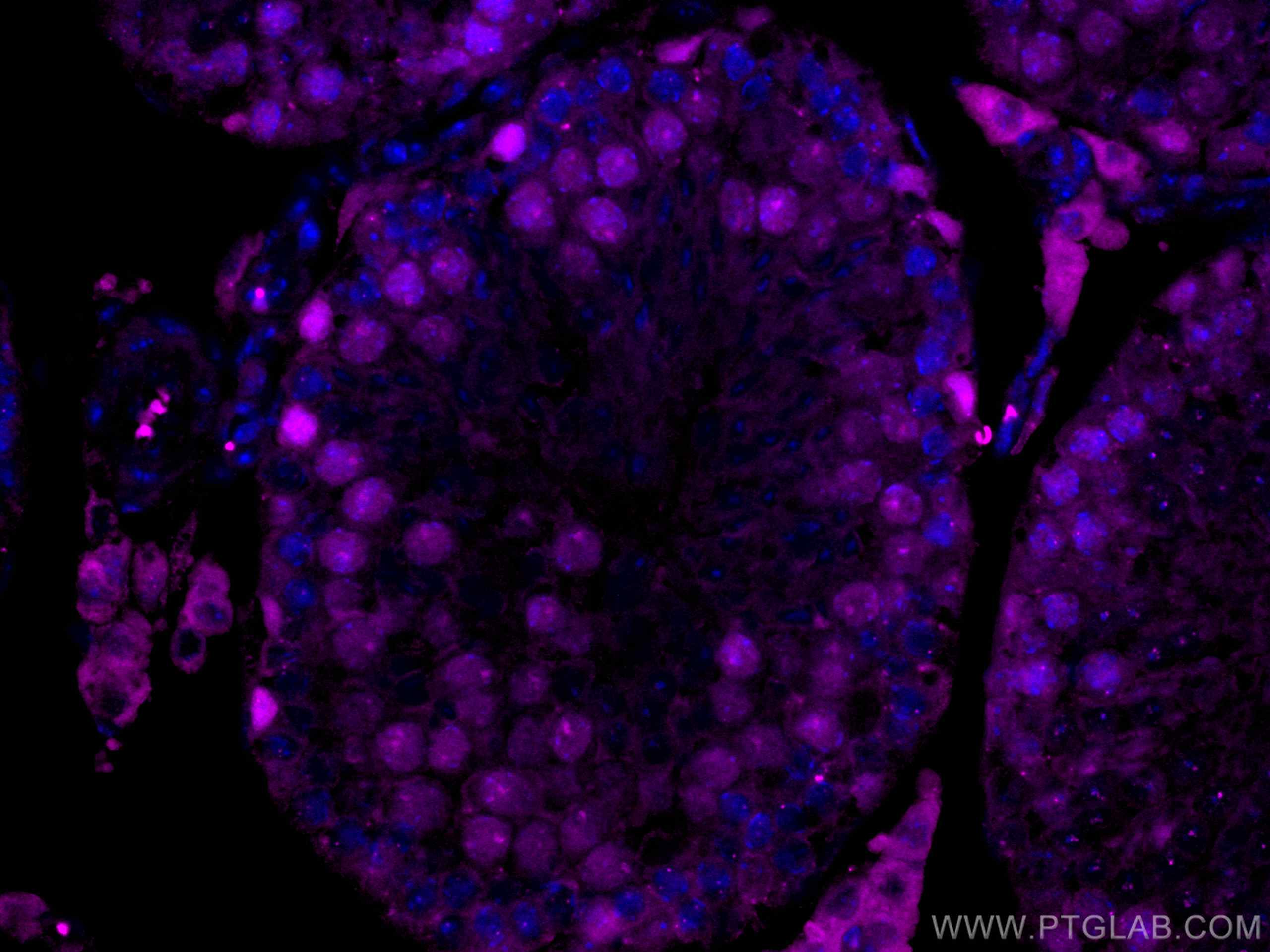 Immunofluorescence (IF) / fluorescent staining of mouse testis tissue using CoraLite® Plus 647-conjugated EED Monoclonal antib (CL647-67756)