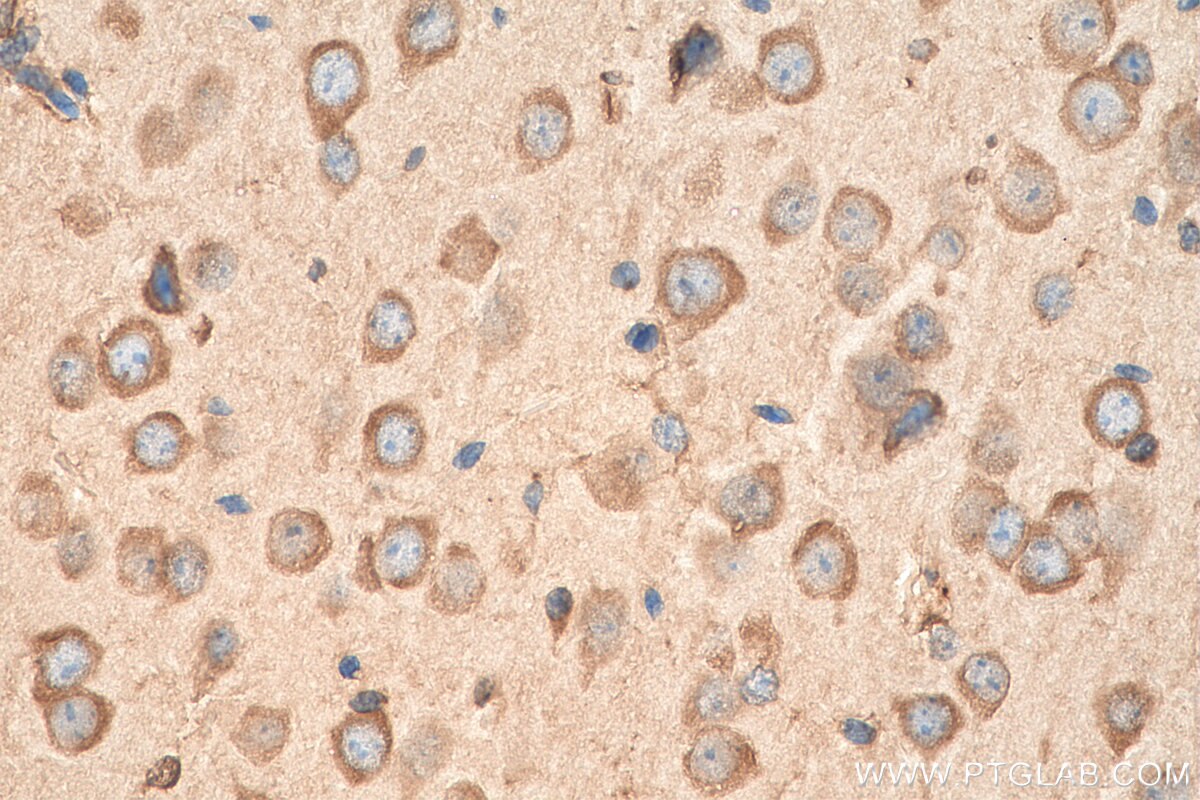 Immunohistochemistry (IHC) staining of mouse brain tissue using EEF1A1 Polyclonal antibody (11402-1-AP)