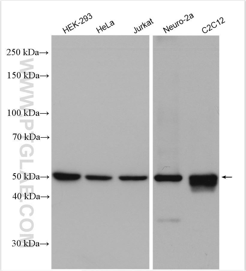 Western Blot (WB) analysis of various lysates using EEF1A1 Polyclonal antibody (11402-1-AP)