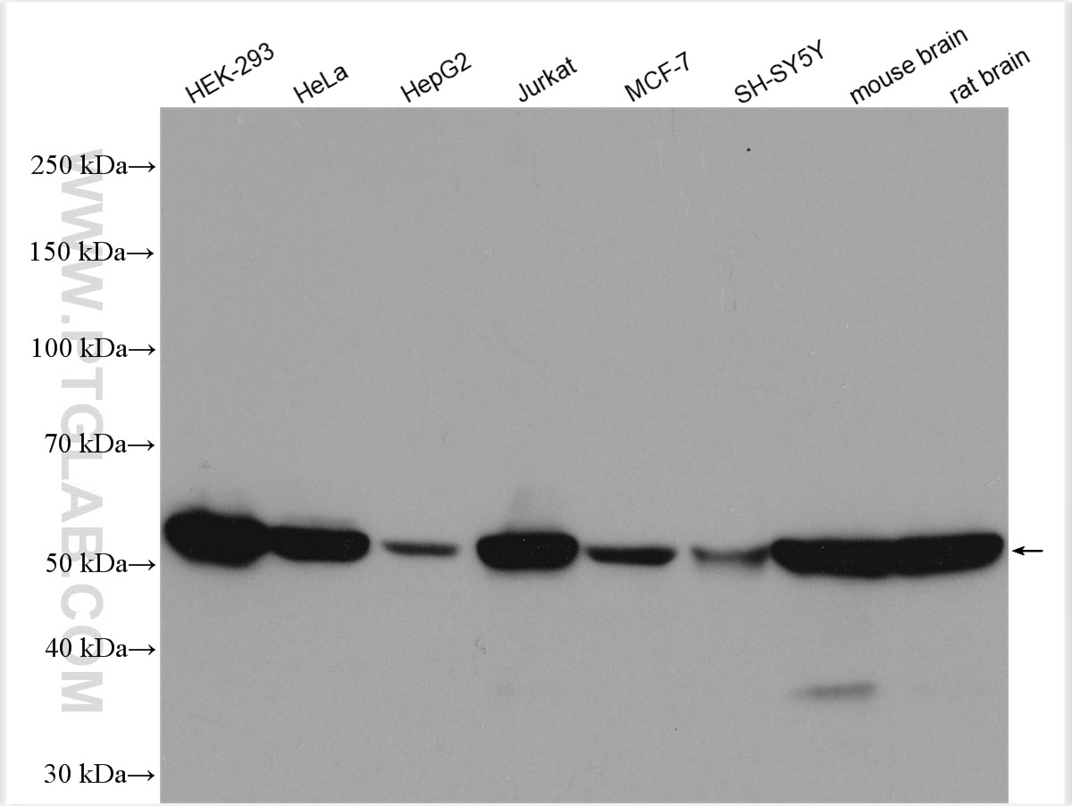 Western Blot (WB) analysis of various lysates using EEF1A1 Polyclonal antibody (11402-1-AP)