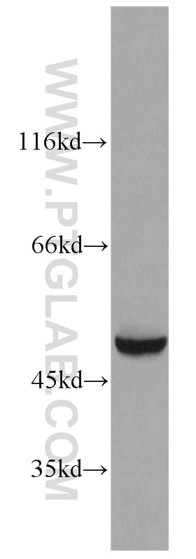 Western Blot (WB) analysis of mouse liver tissue using EEF1A1 Polyclonal antibody (11402-1-AP)