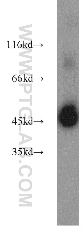 Western Blot (WB) analysis of mouse skeletal muscle tissue using EEF1A1 Polyclonal antibody (11402-1-AP)