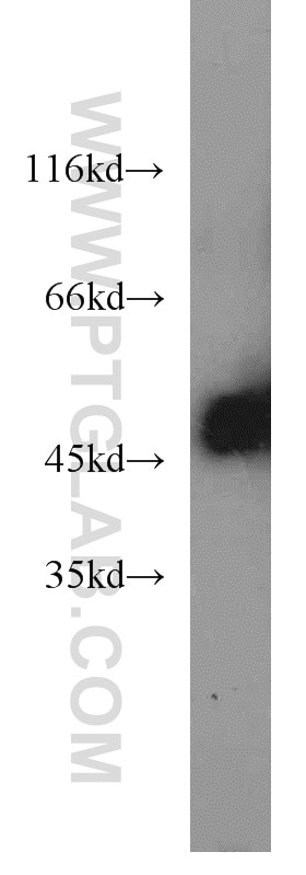 Western Blot (WB) analysis of mouse ovary tissue using EEF1A1 Polyclonal antibody (11402-1-AP)
