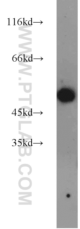 Western Blot (WB) analysis of MCF-7 cells using EEF1A1 Polyclonal antibody (11402-1-AP)