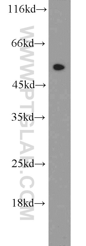 Western Blot (WB) analysis of mouse heart tissue using EEF1A1 Polyclonal antibody (11402-1-AP)