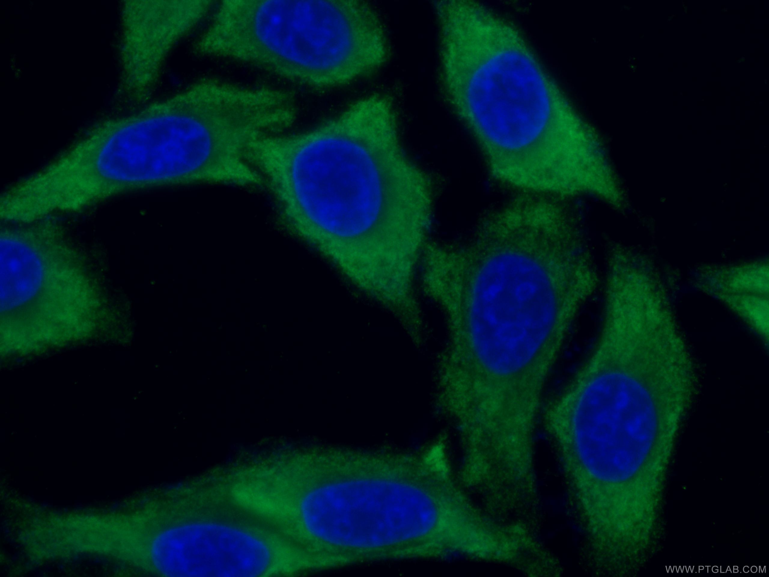 Immunofluorescence (IF) / fluorescent staining of HepG2 cells using EEF1A1 Monoclonal antibody (67495-1-Ig)