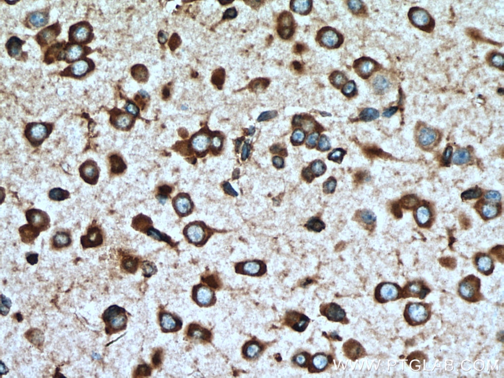 Immunohistochemistry (IHC) staining of mouse brain tissue using EEF1A1 Monoclonal antibody (67495-1-Ig)