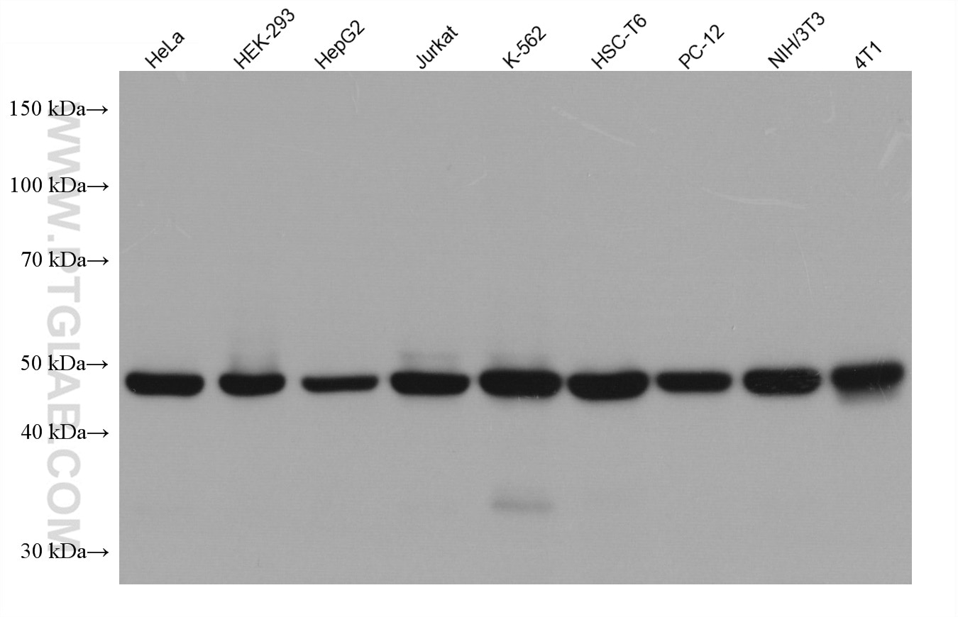 Western Blot (WB) analysis of various lysates using EEF1A1 Monoclonal antibody (67495-1-Ig)