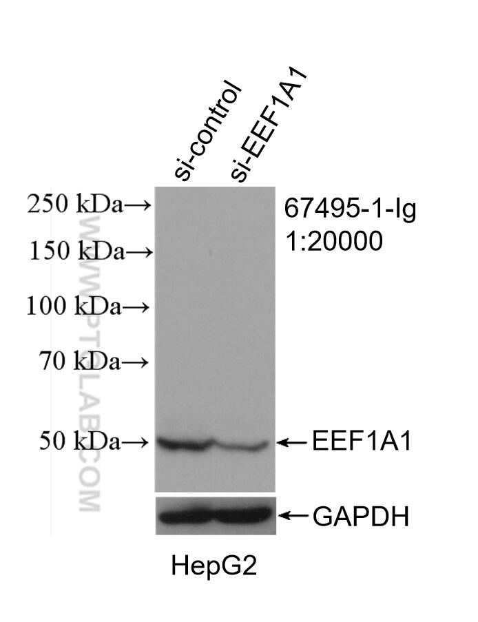 WB analysis of HepG2 using 67495-1-Ig