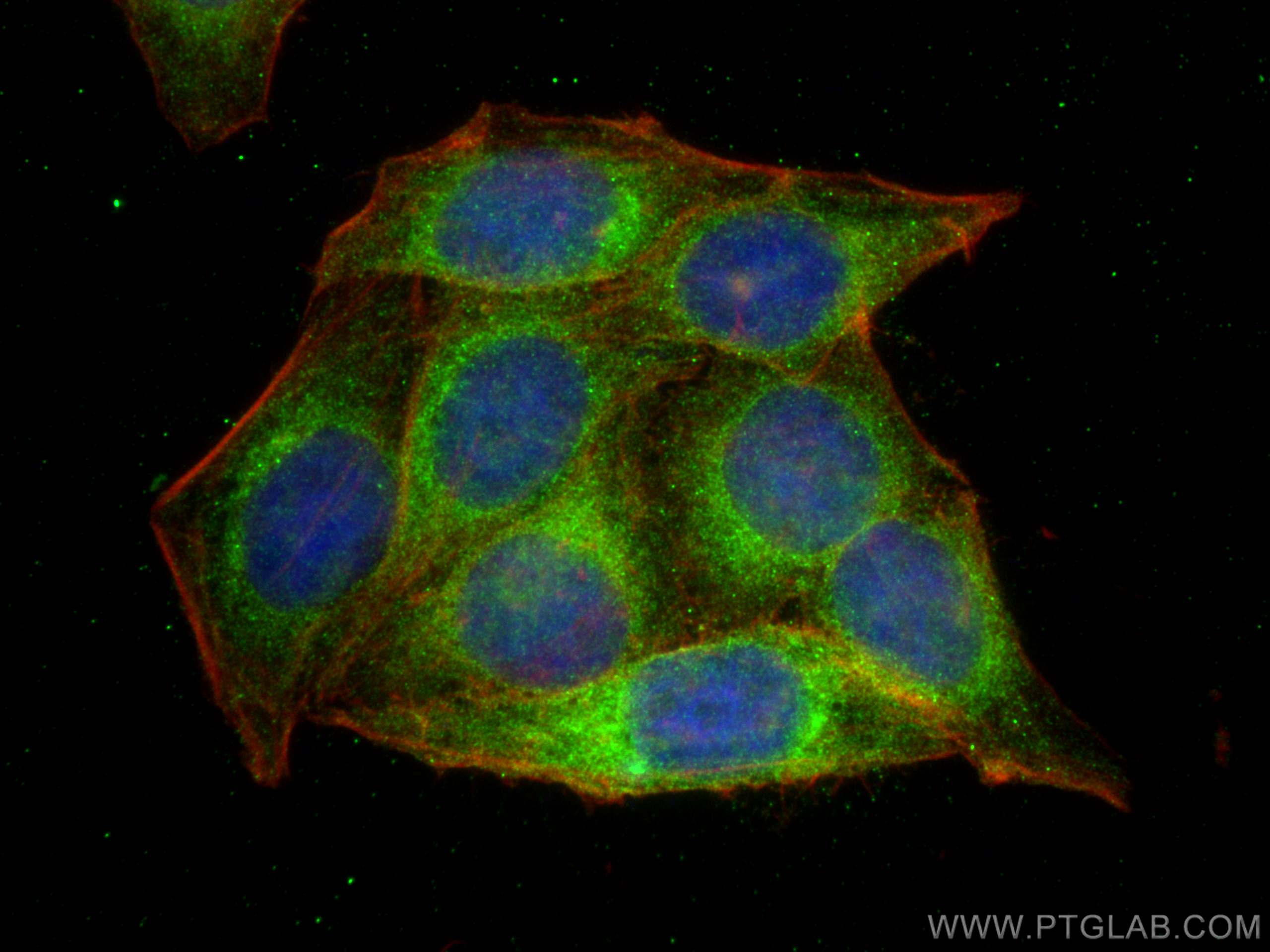 IF Staining of HepG2 using 81377-1-RR