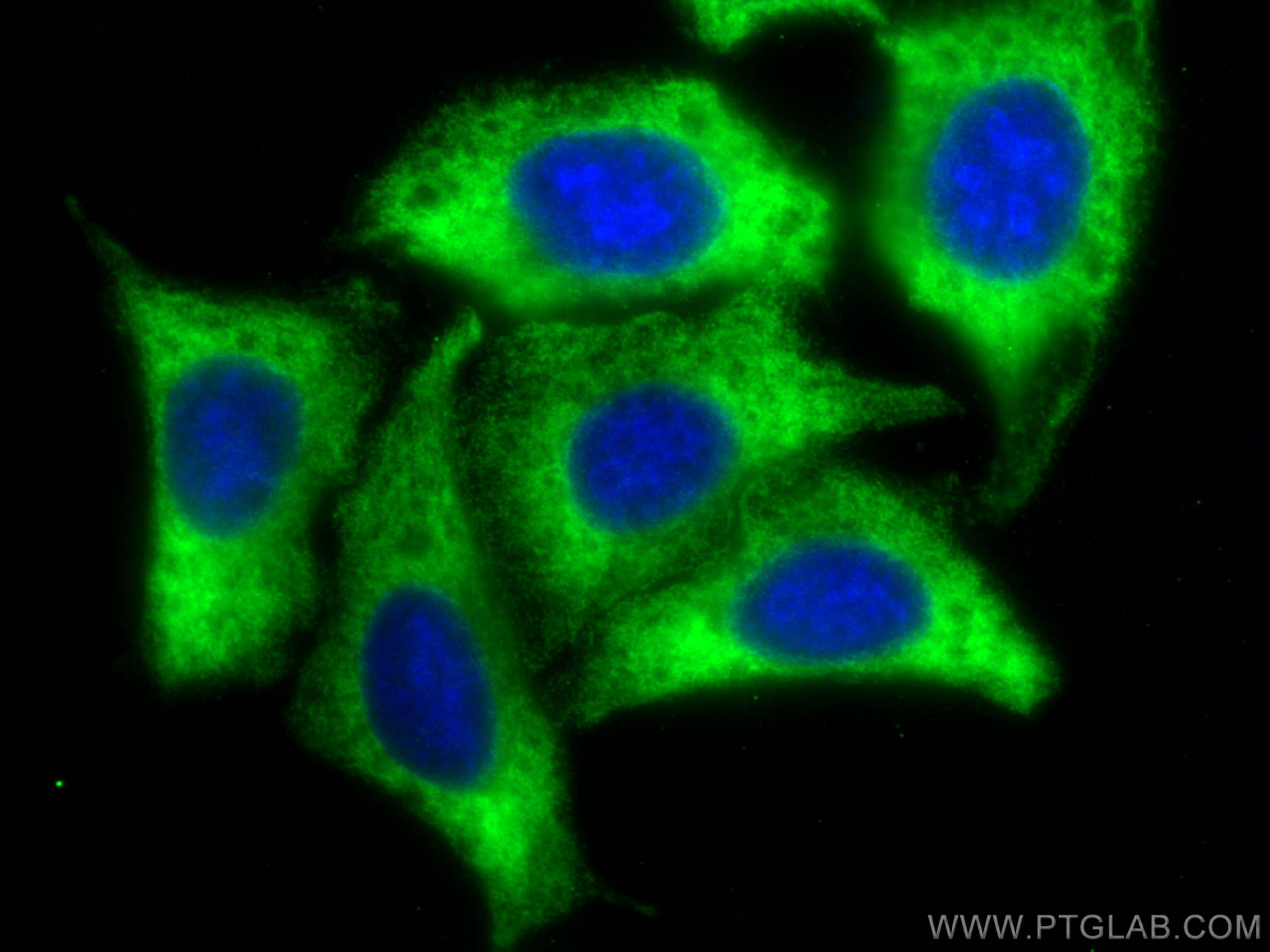 Immunofluorescence (IF) / fluorescent staining of HepG2 cells using EEF1A1 Recombinant antibody (81377-1-RR)
