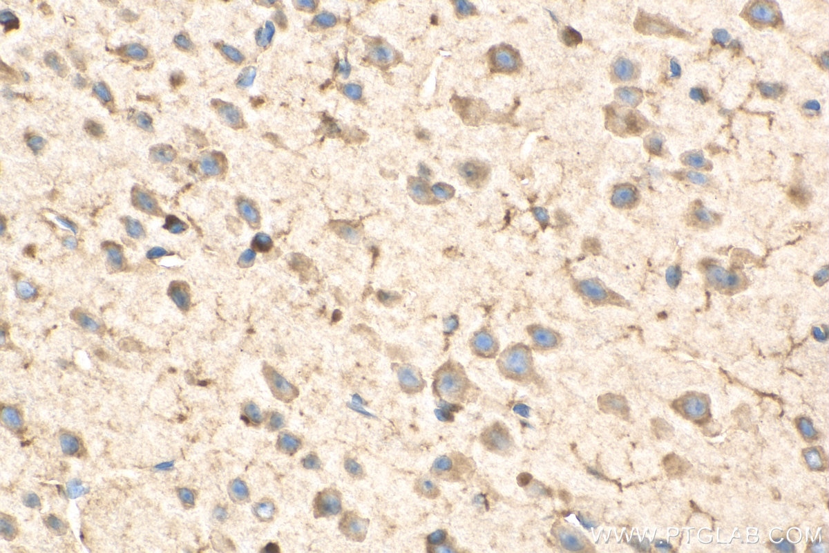 Immunohistochemistry (IHC) staining of mouse brain tissue using EEF1A1 Recombinant antibody (81377-1-RR)