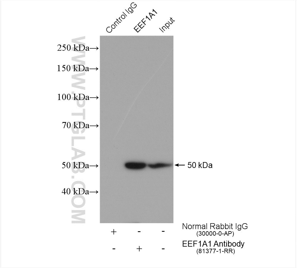 Immunoprecipitation (IP) experiment of HeLa cells using EEF1A1 Recombinant antibody (81377-1-RR)
