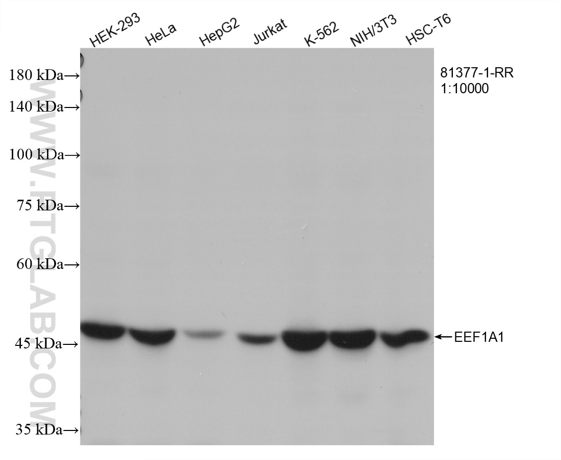 Western Blot (WB) analysis of various lysates using EEF1A1 Recombinant antibody (81377-1-RR)