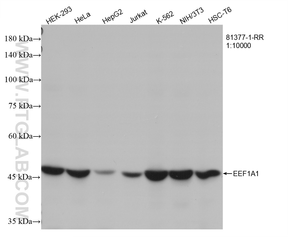 WB analysis using 81377-1-RR