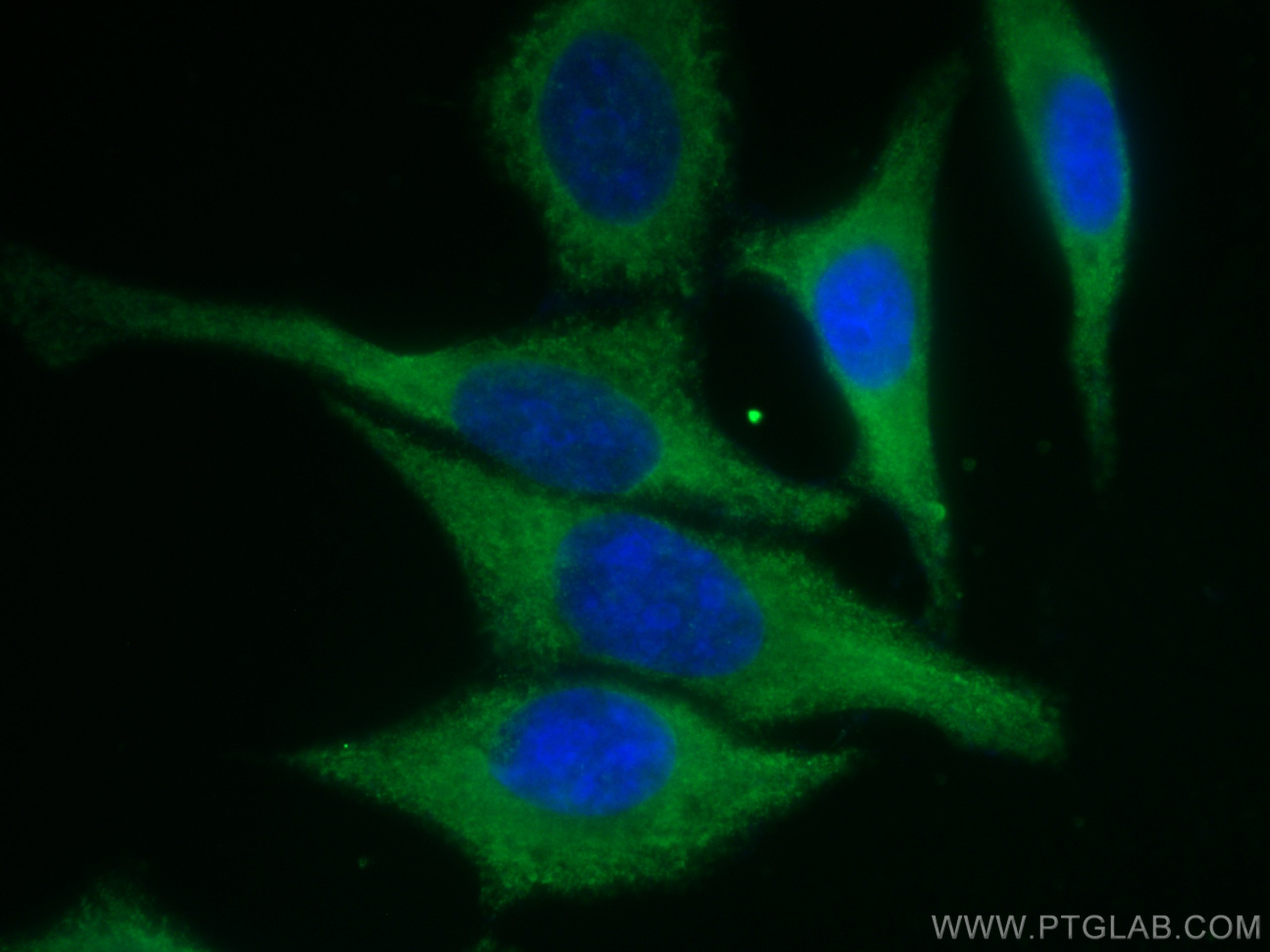 Immunofluorescence (IF) / fluorescent staining of HepG2 cells using CoraLite® Plus 488-conjugated EEF1A1 Monoclonal an (CL488-67495)