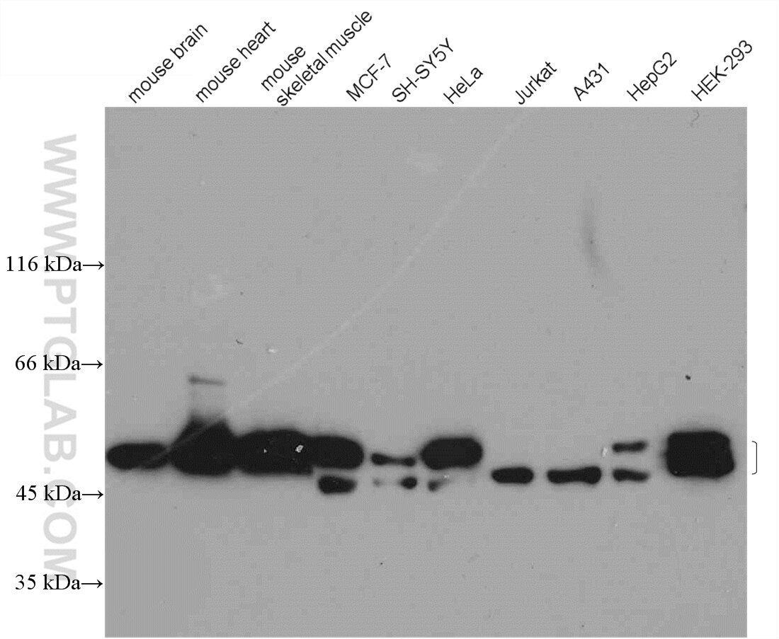 Western Blot (WB) analysis of various lysates using EEF1A2 Polyclonal antibody (16091-1-AP)