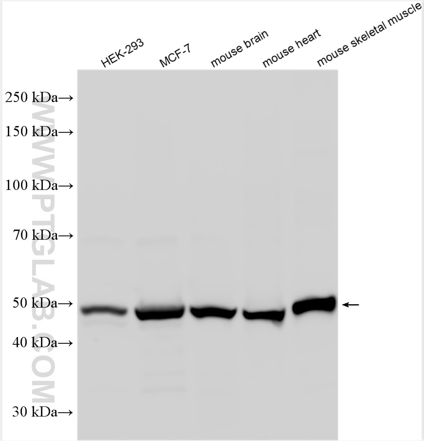 Western Blot (WB) analysis of various lysates using EEF1A2 Polyclonal antibody (16091-1-AP)