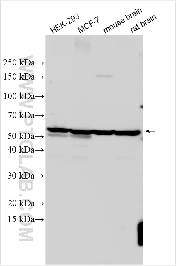 Western Blot (WB) analysis of various lysates using EEF1A2 Polyclonal antibody (16091-1-AP)