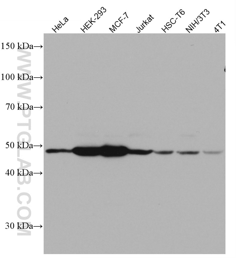 Western Blot (WB) analysis of various lysates using EEF1A2 Monoclonal antibody (66806-1-Ig)