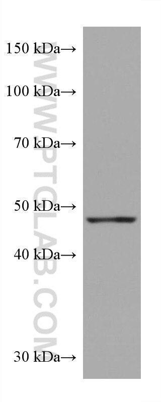 Western Blot (WB) analysis of pig brain tissue using EEF1A2 Monoclonal antibody (66806-1-Ig)