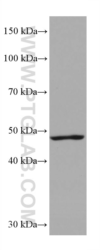 Western Blot (WB) analysis of rat brain tissue using EEF1A2 Monoclonal antibody (66806-1-Ig)