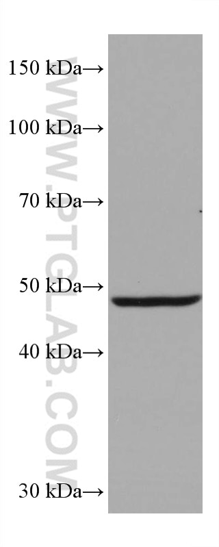 Western Blot (WB) analysis of mouse brain tissue using EEF1A2 Monoclonal antibody (66806-1-Ig)