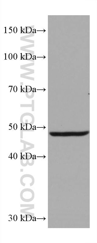 WB analysis of mouse brain using 66806-1-Ig