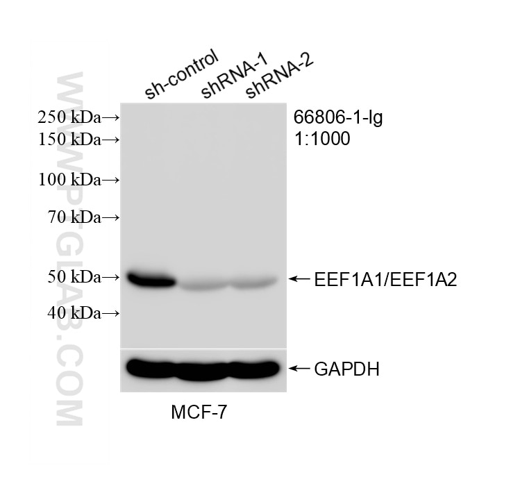 Western Blot (WB) analysis of MCF-7 cells using EEF1A1/EEF1A2 Monoclonal antibody (66806-1-Ig)