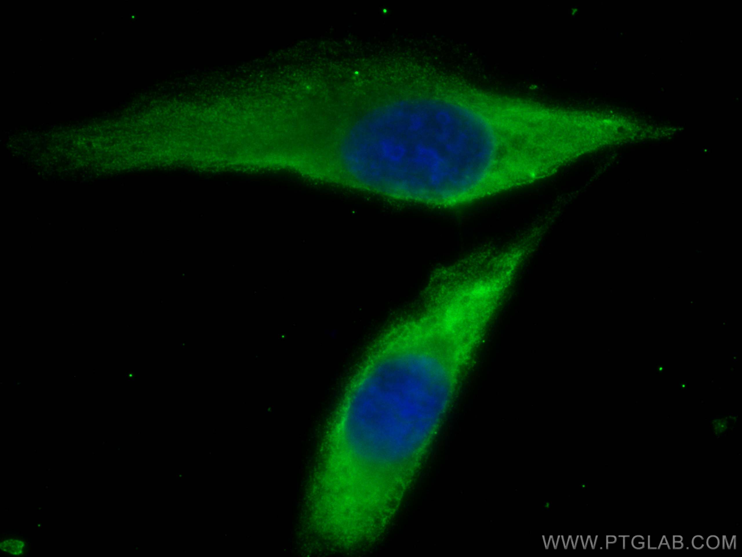 Immunofluorescence (IF) / fluorescent staining of U2OS cells using CoraLite® Plus 488-conjugated EEF1A2 Monoclonal an (CL488-66806)