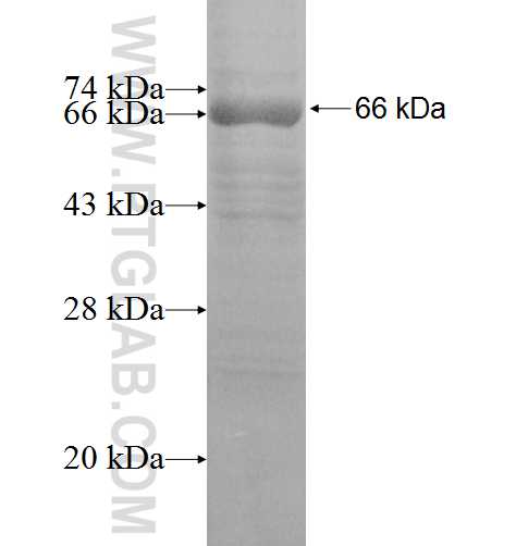 EEF1A2 fusion protein Ag6517 SDS-PAGE