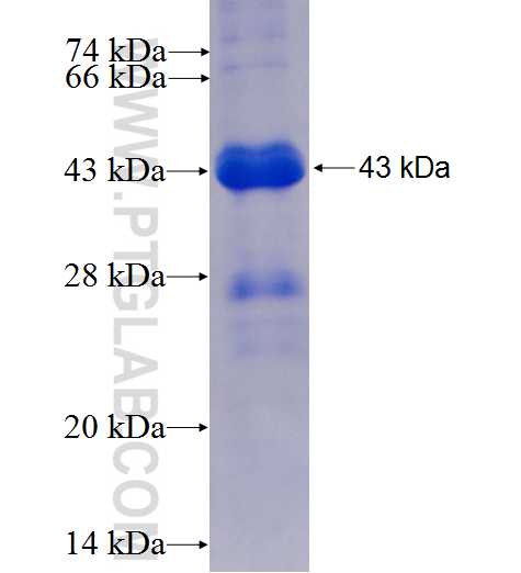 EEF1A2 fusion protein Ag6875 SDS-PAGE