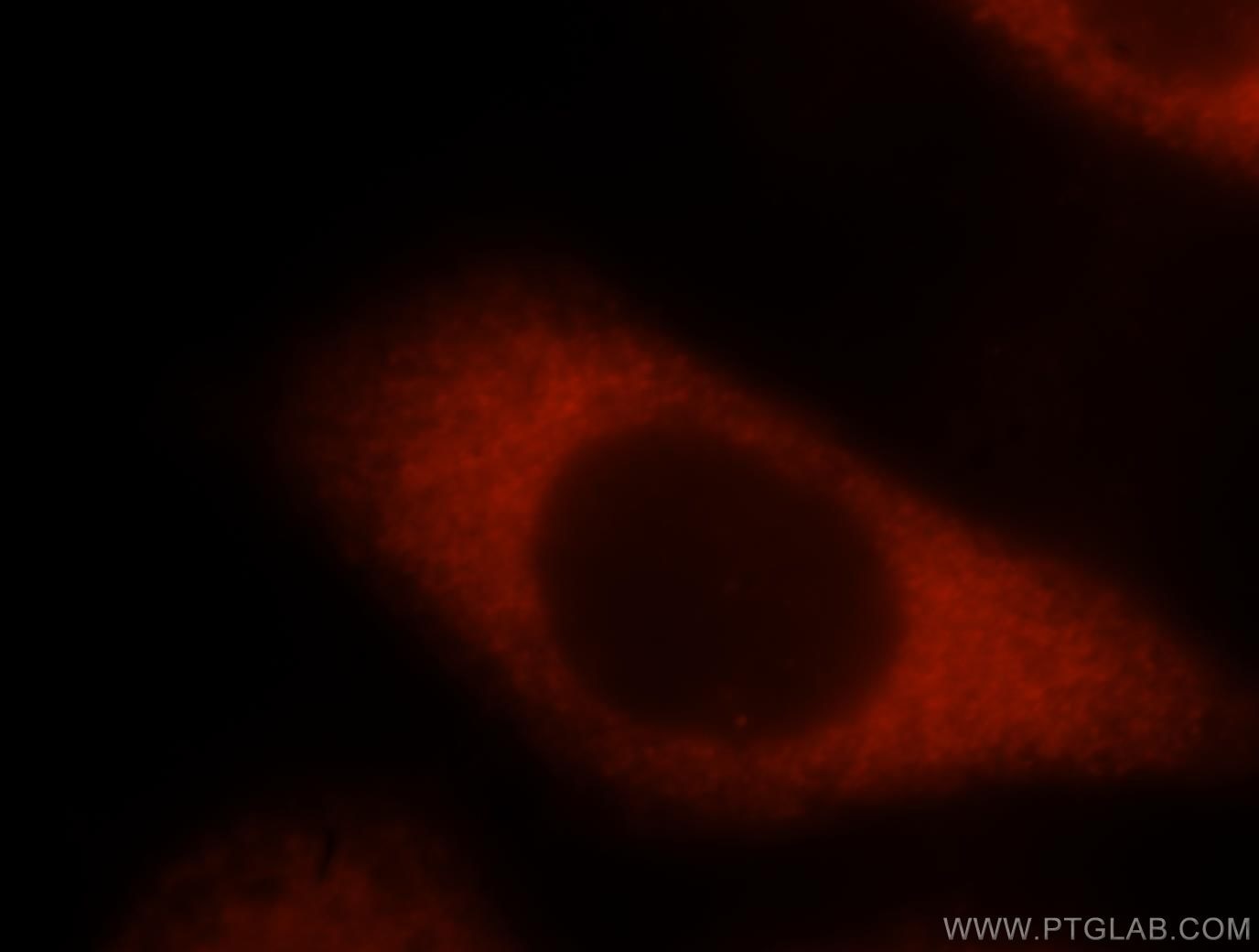 Immunofluorescence (IF) / fluorescent staining of MCF-7 cells using EEF1B2 Polyclonal antibody (10095-2-AP)