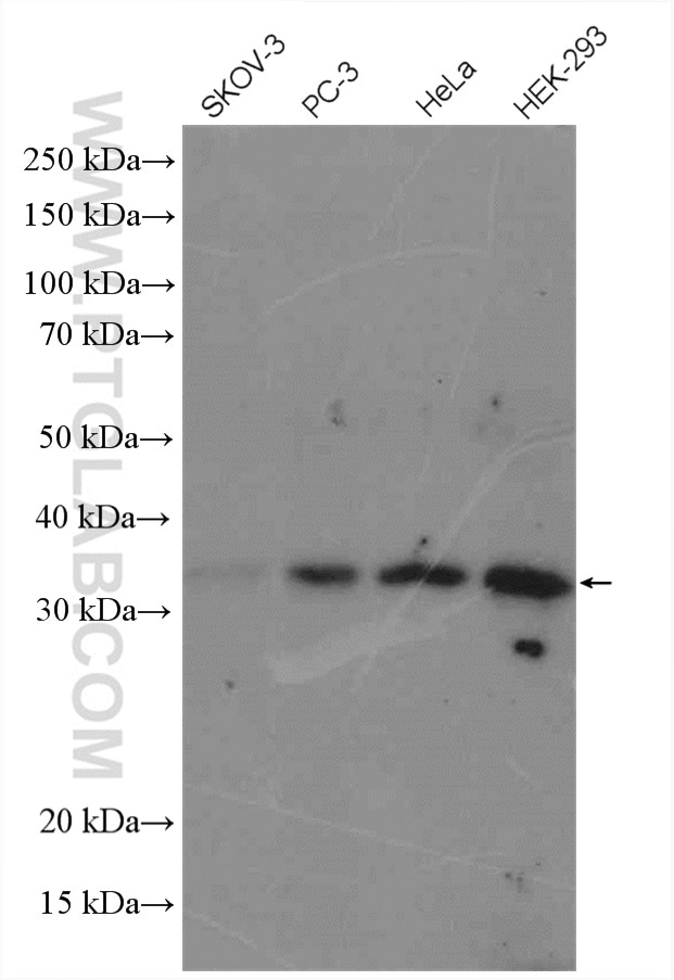 Western Blot (WB) analysis of various lysates using EEF1B2 Polyclonal antibody (10095-2-AP)